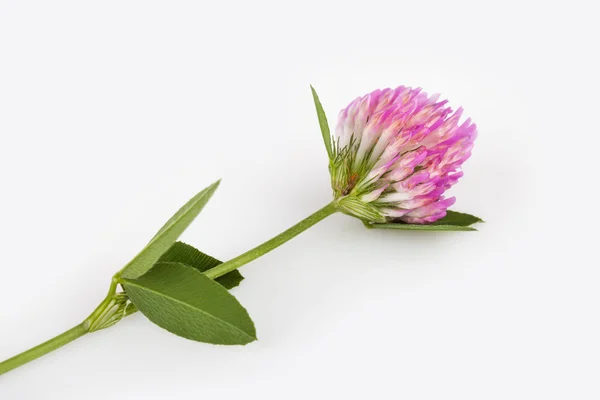 Red clover on white background — Stock Photo, Image