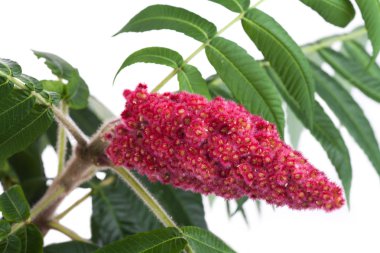 Staghorn sumak, kırmızı çiçek