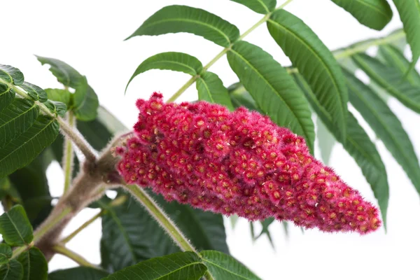 Flor vermelha do sumac do staghorn — Fotografia de Stock