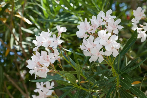 Árvore de oleandro branco em flor — Fotografia de Stock