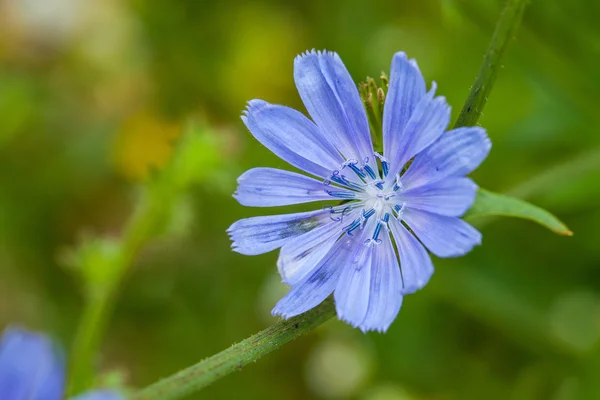 Close up blue chicory flower — Stock Photo, Image