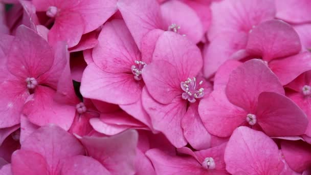 Hortensia rosada de cerca — Vídeos de Stock