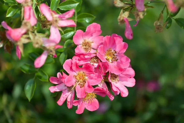 Sweet Briar Wild Rose blooming in early summer — Stock Photo, Image