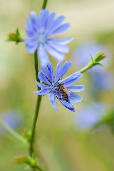 Abelha polinizando flor de chicória azul — Fotografia de Stock