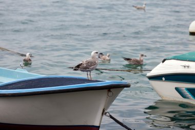 Bir teknede genç martı