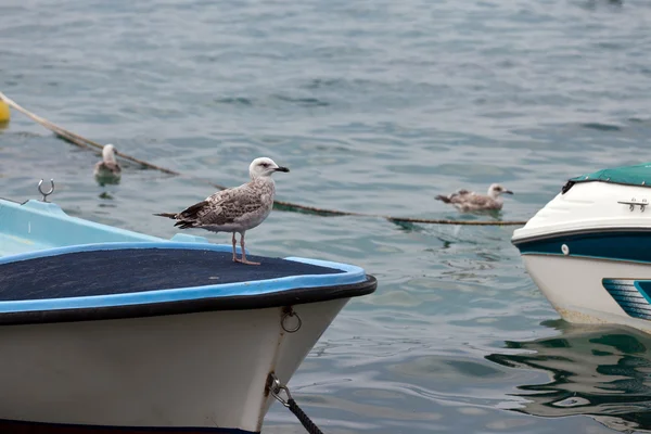 Joven gaviota en un barco —  Fotos de Stock