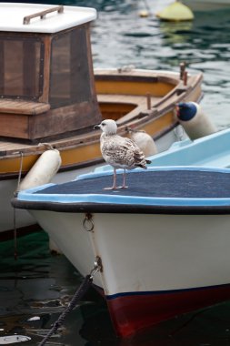 Bir teknede genç martı