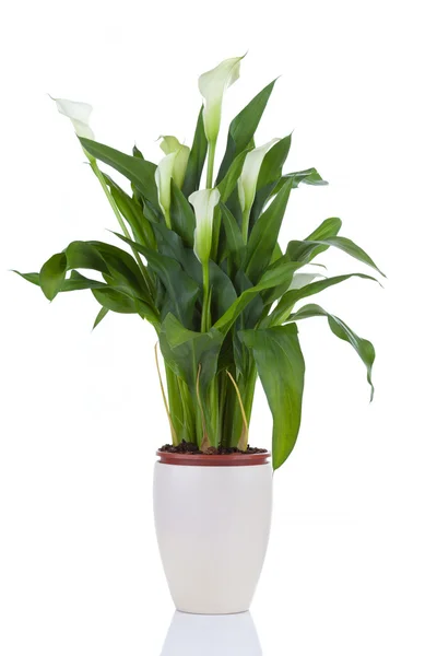 Calla lily in a pot — Stock Photo, Image