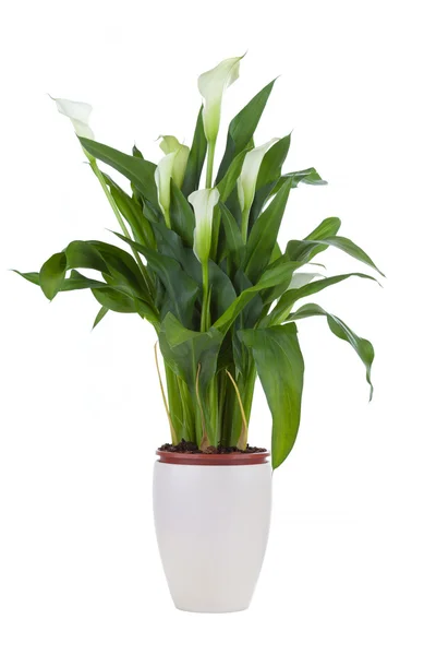 Calla lily in a pot — Stock Photo, Image