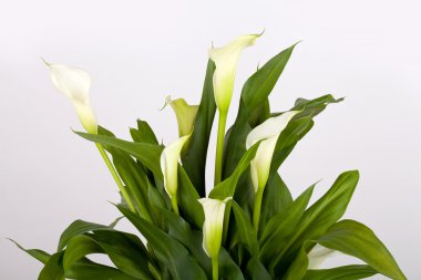 Calla zambak gri