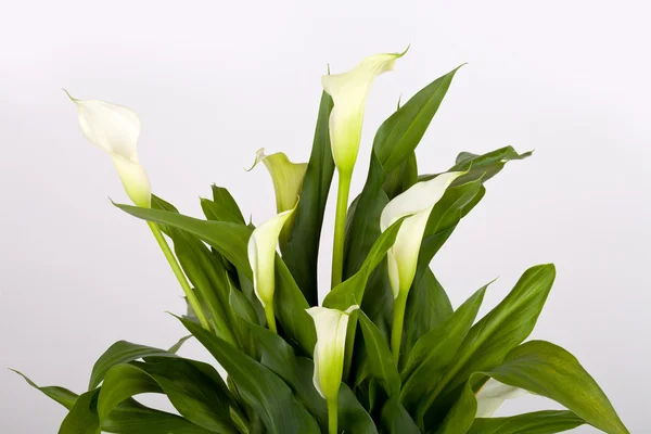 Calla lilies on gray — Stock Photo, Image