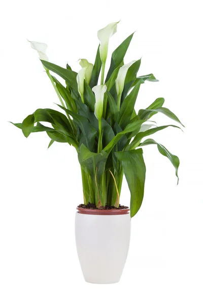 Calla lily in a pot — Stock Photo, Image