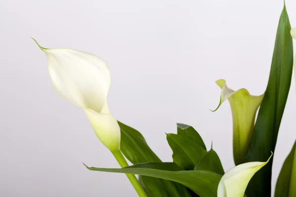 Calla lilies — стоковое фото