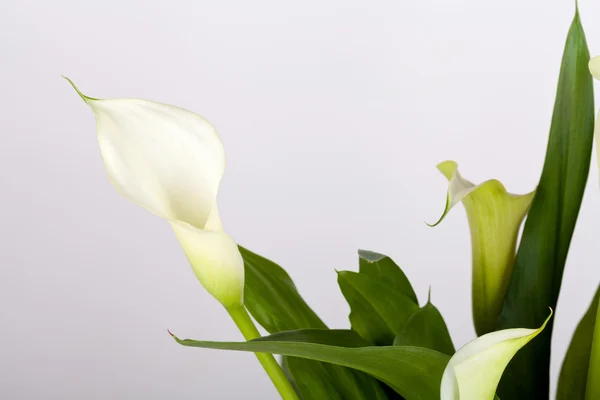 Calla lelies detail — Stockfoto