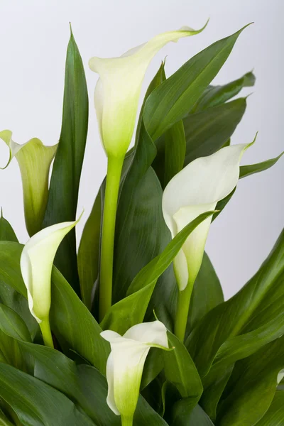 Calla lilies detail — Stock Photo, Image