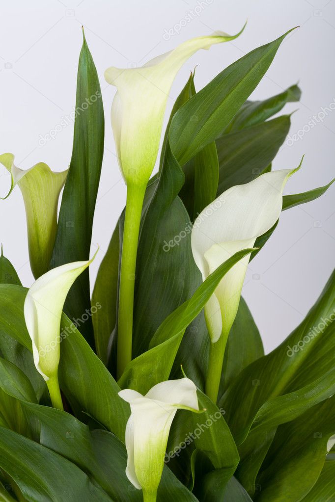 Calla lilies detail