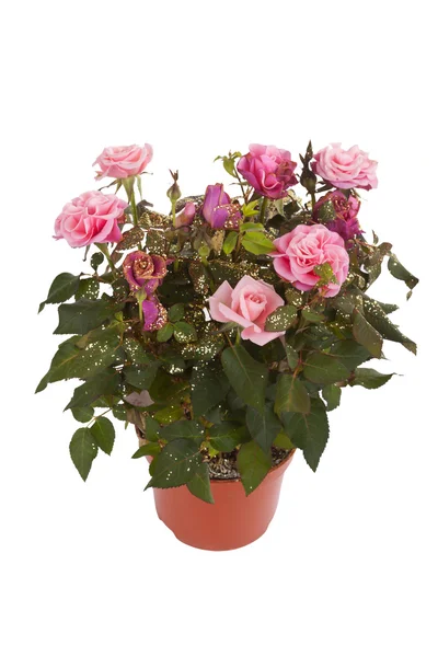 Roses in a pot — Stock Photo, Image