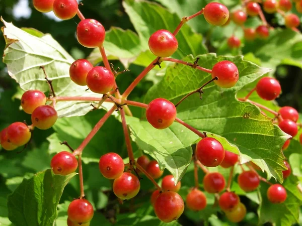 Viburnum Jardín — Foto de Stock