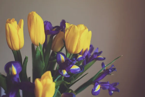 Schöne Tulpen und Veilchen — Stockfoto
