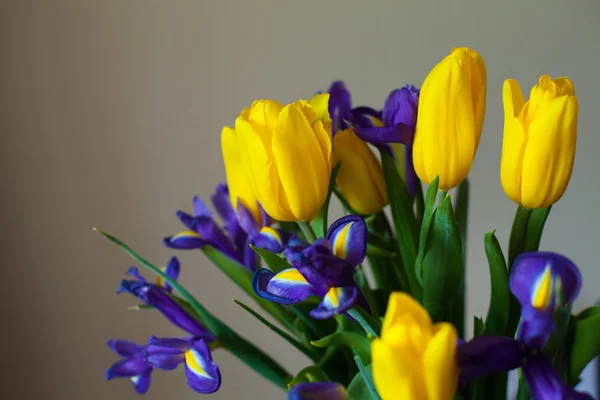 Beautiful tulips and violets — Stock Photo, Image