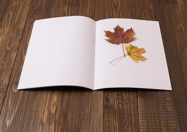 시트와 말린된 잎 — 스톡 사진