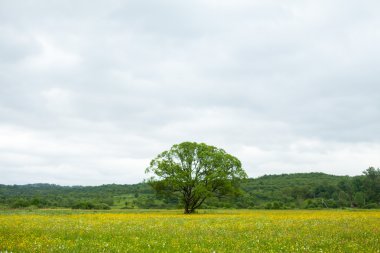 Çiçekler ve ağaç ile yeşil alan