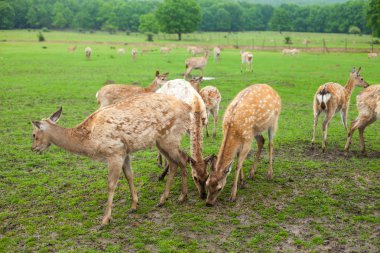 çayır üzerinde geyik