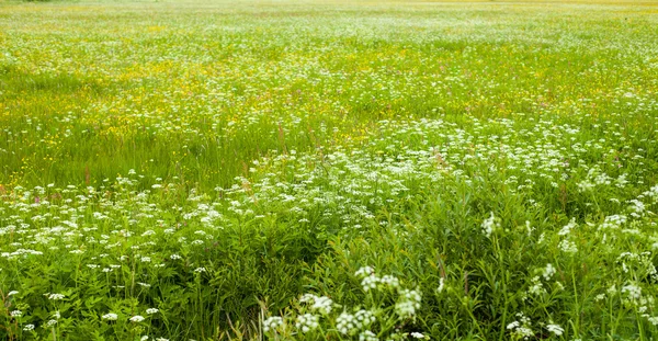 Letnie kwiaty na polu — Zdjęcie stockowe