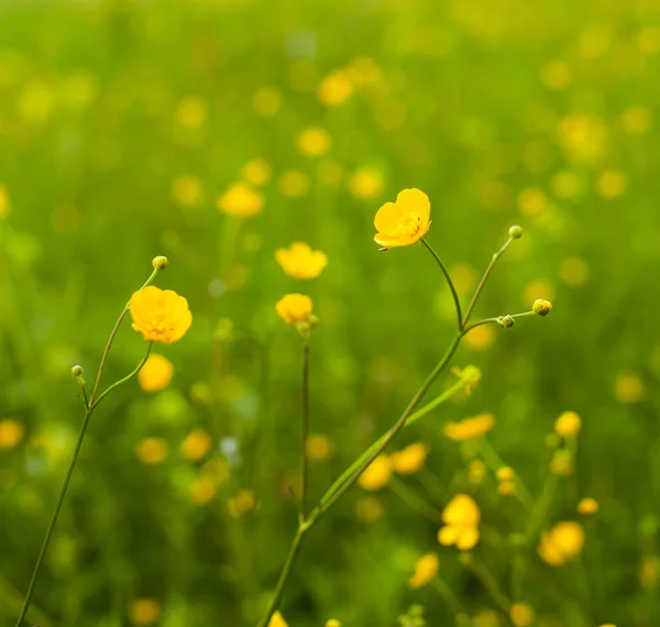 Fleurs d'été dans le champ — Photo