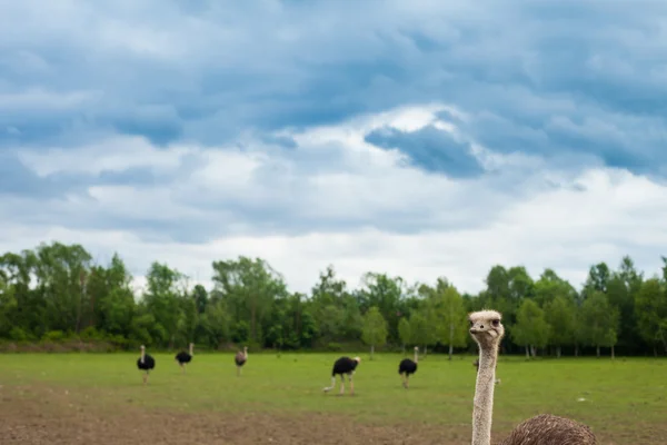 Ostriches and summer nature — Stock Photo, Image