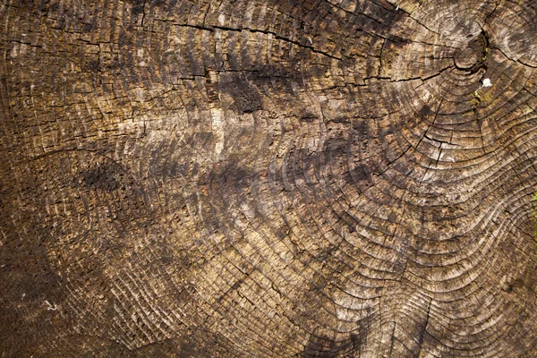 Rough texture of wood — Stock Photo, Image