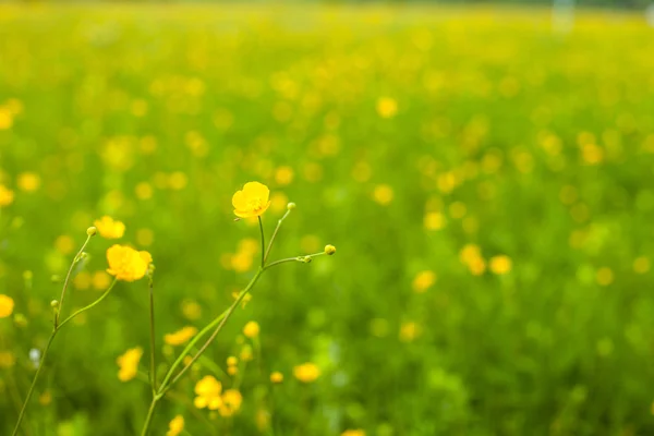 Letní květiny na poli — Stock fotografie