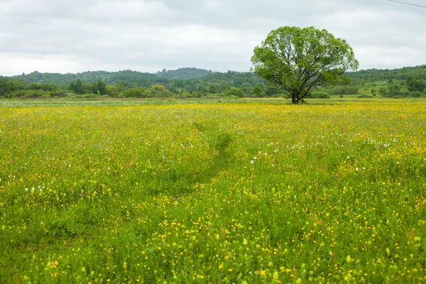 Campo verde con fiori e alberi — Foto Stock