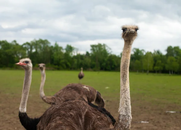 Struzzi e natura estiva — Foto Stock