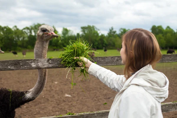 Женщина с травой и страусом — стоковое фото