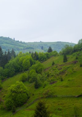 Yeşil orman ağaç ve çalı tepe üzerinde ile