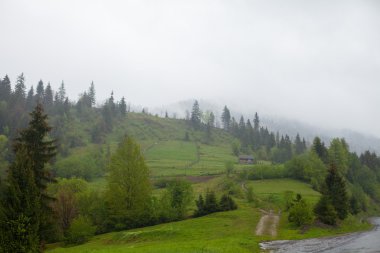 Orman kalın sis tarafından çevrili tepeleri arasında