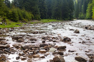 Nehir orman içinde taş olan