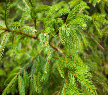 çam ağacı arka plan