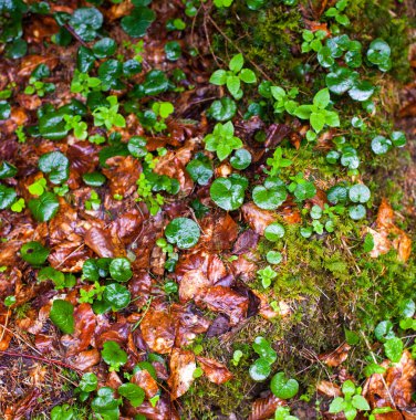 Sonbahar ıslak yapraklar