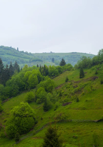 Yeşil orman ağaç ve çalı tepe üzerinde ile