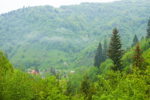 Summer natura w Polana — Zdjęcie stockowe