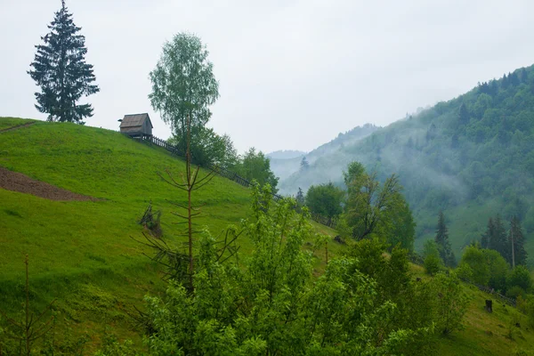 Yaz doğa hill, ağaçlar ve sis — Stok fotoğraf