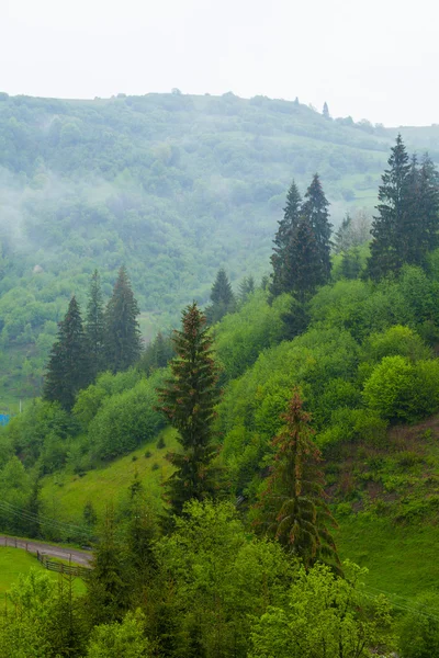 Yaz doğa hill, ağaçlar ve sis — Stok fotoğraf
