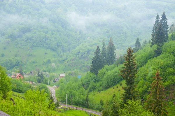 Yaz doğa ile çevrili köy yolu — Stok fotoğraf