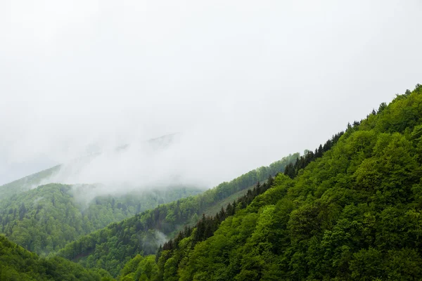 Bosque verde y niebla — Foto de Stock