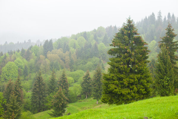 Bright view of summer environment with green forest and mist above high mountains