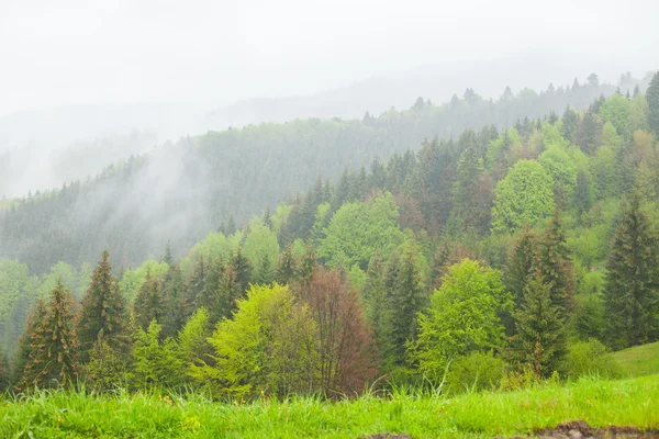 Skogen bland kullarna omgiven av tjock dimma — Stockfoto