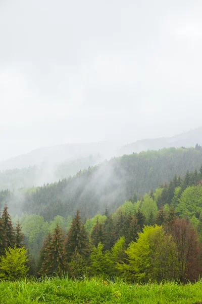 Floresta entre colinas cercada por névoa espessa — Fotografia de Stock