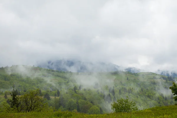 Foresta tra colline circondate da fitta nebbia — Foto Stock